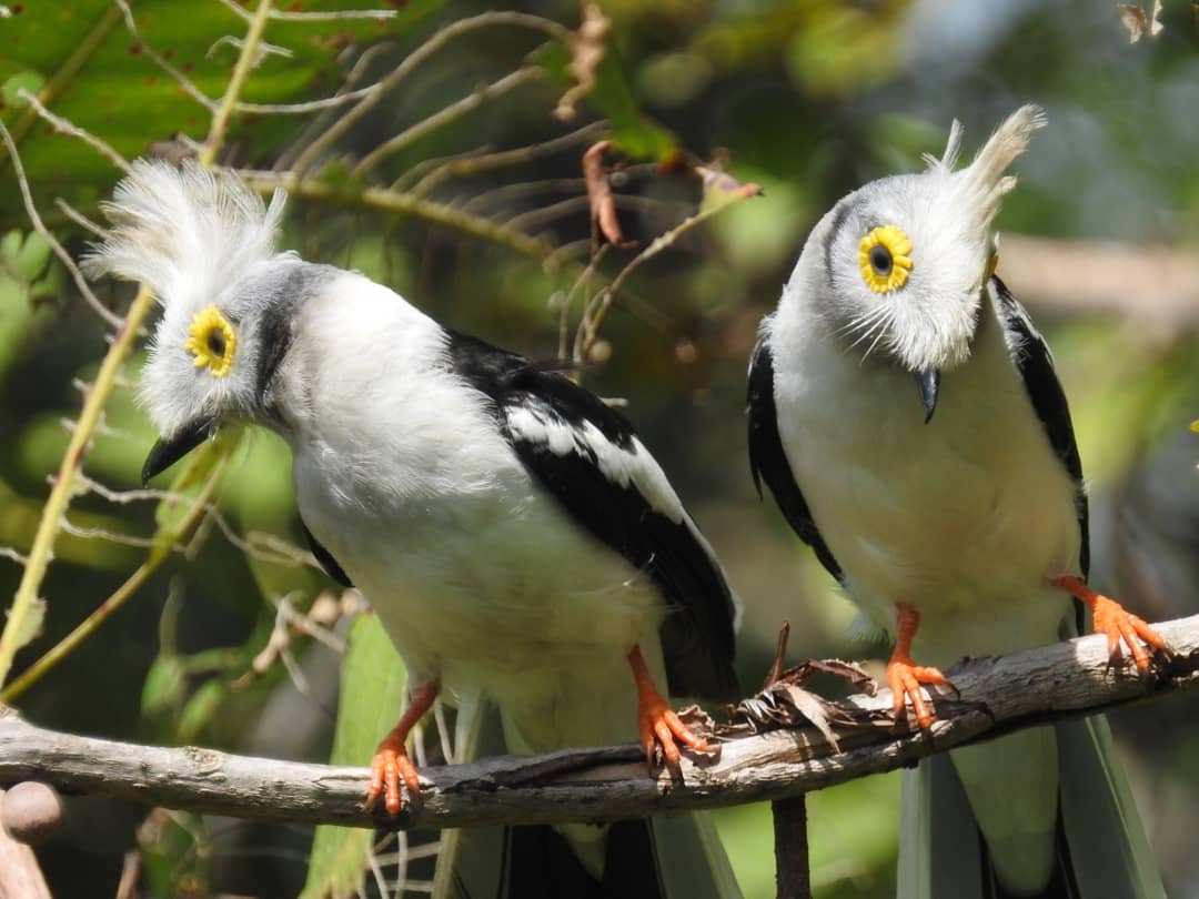 White Crested helmet shrike at Killy Woods a new birding site where you can see different varieties of species.