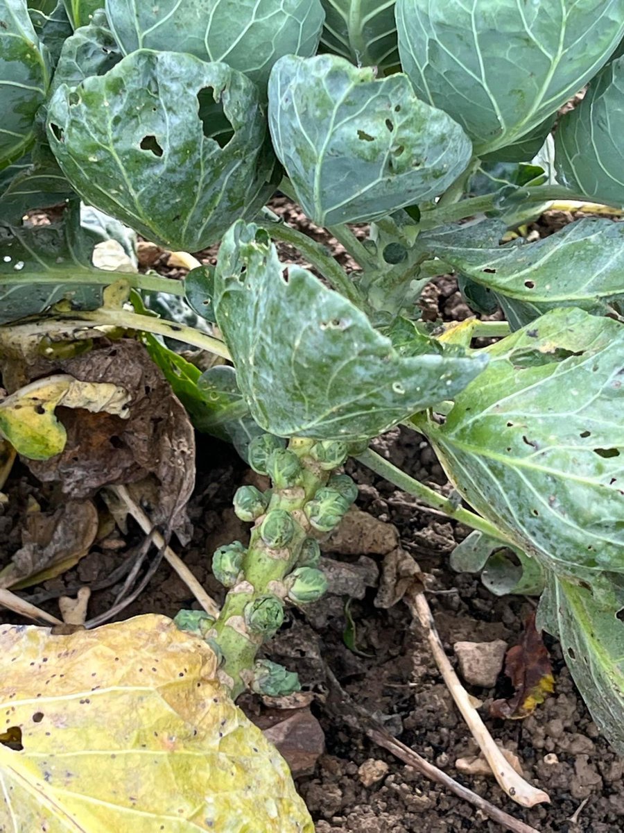 allotmentonline's tweet photo. Lil sprouts sprouting! 💚
Yesterday was a wash-out due to the rain! What do you do when you can’t get to the plot?…
#allotmentonline #sprouts #gyo #rainedoff https://t.co/dNSbfbO0b7