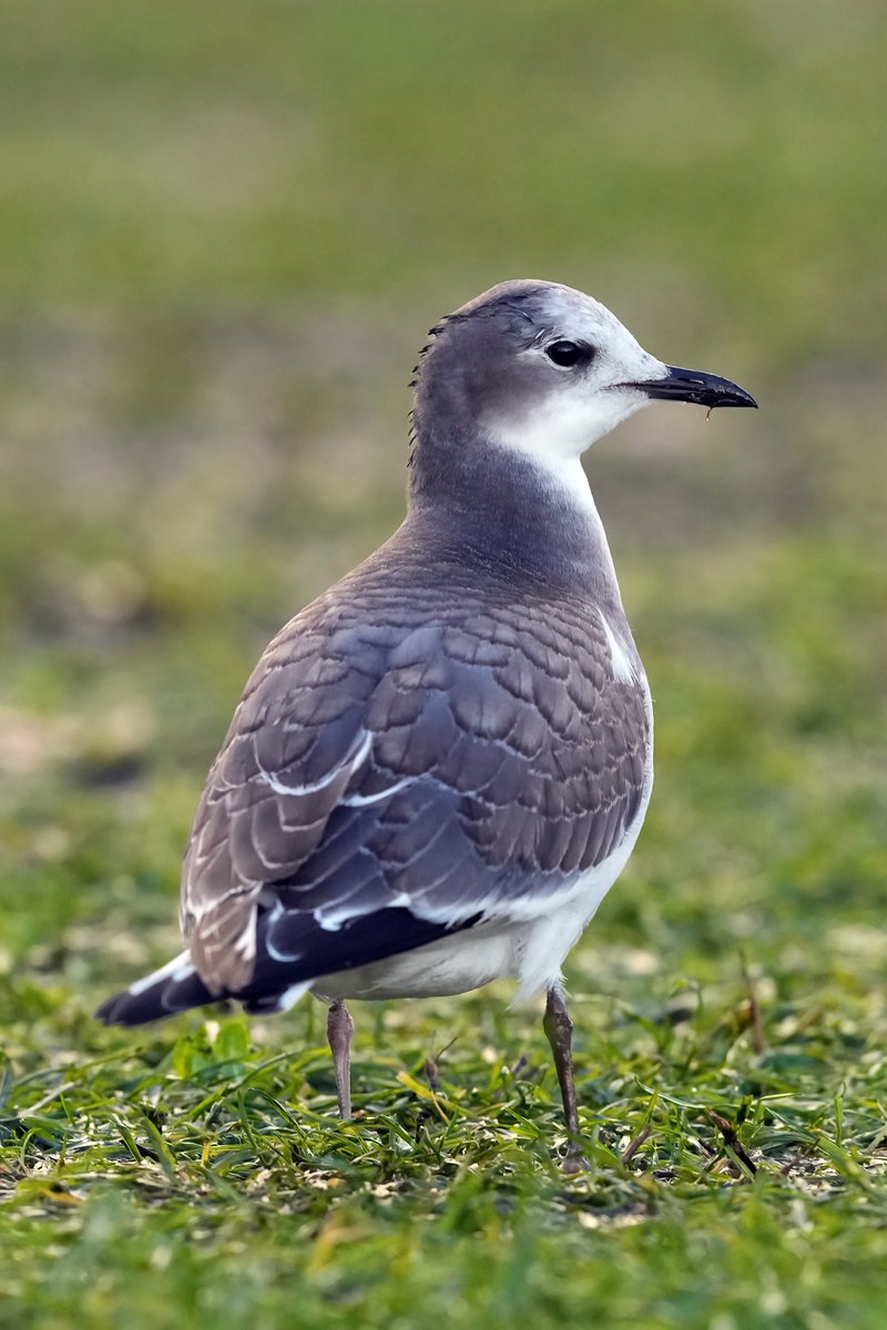 GaryWatton1's tweet photo. Sabine's Gull juvenile at Port Lympne yesterday. It was feasting on the earthworms brought up to the surface by the heavy rain.
#confiding
@RareBirdAlertUK
@BirdGuides https://t.co/665W7I1DGy
