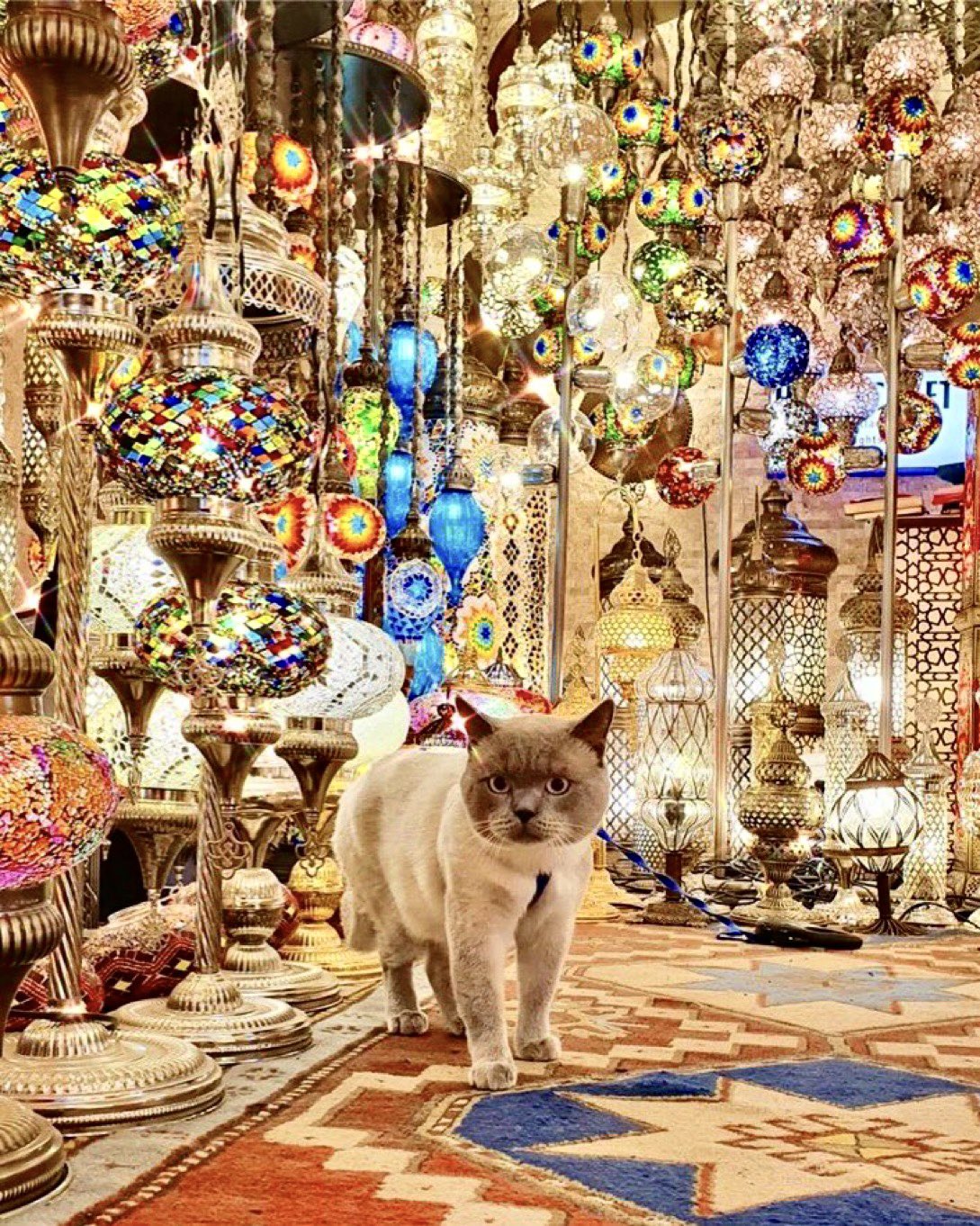 Кошки в Стамбуле
