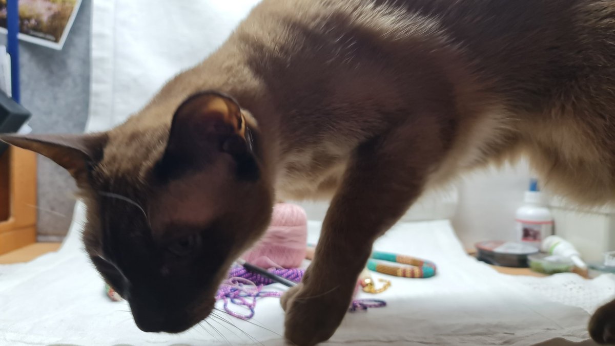 Wenn die Katze hilft...
#CatsOfTwitter