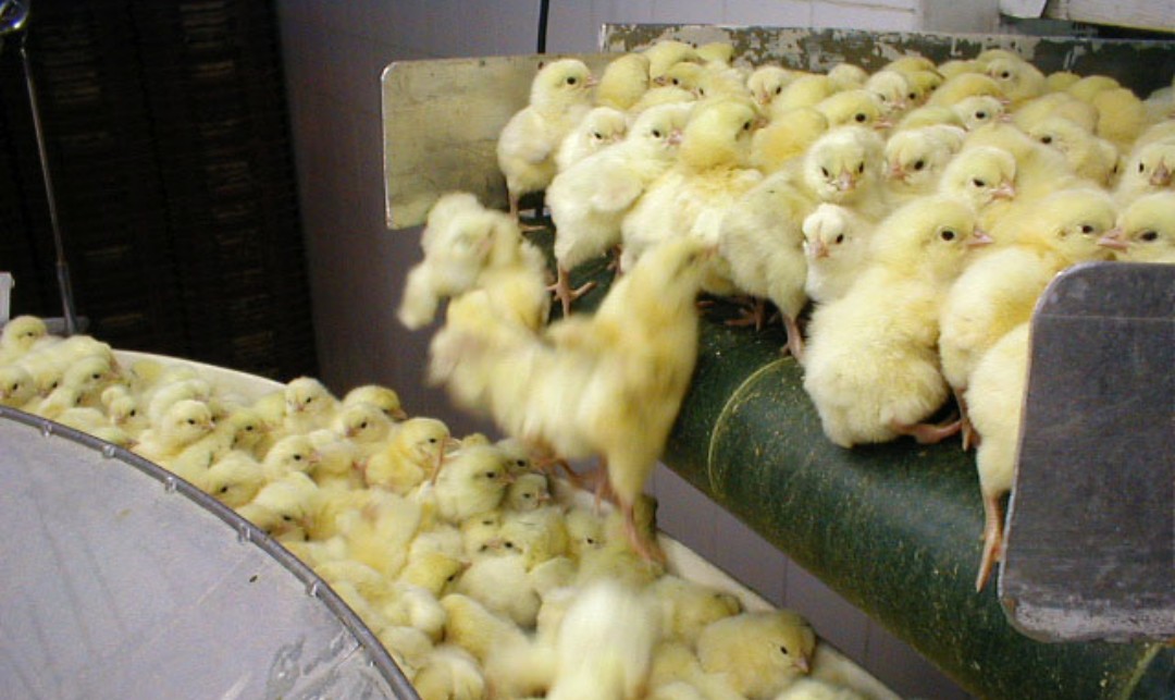 A TRUE HORROR STORY. 

Male chicks being ground-up alive on the day they are born because they are regarded as being just waste-product. 

Humans are endlessly proving that they are the capable of unimaginable horrors.

I am #veganproud and you can be too.