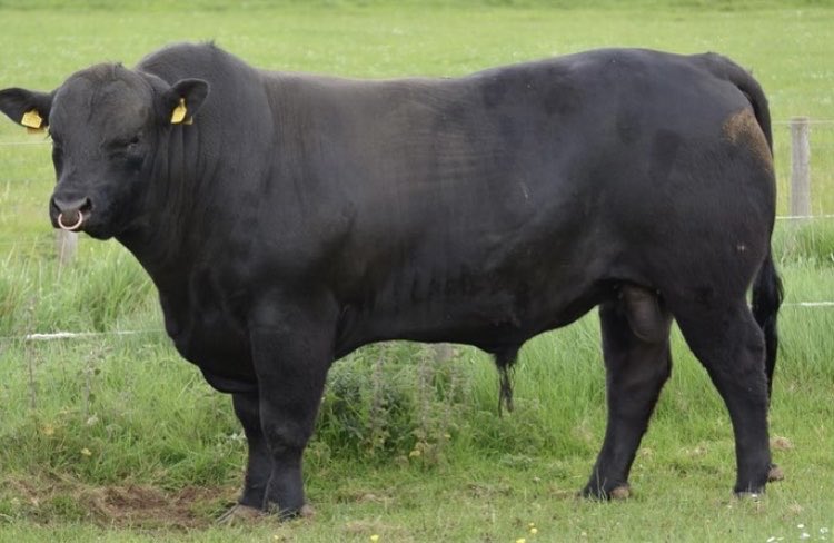 l15hhh's tweet photo. Haymount Warsmith sons for sale. https://t.co/6i2JS3BCCG