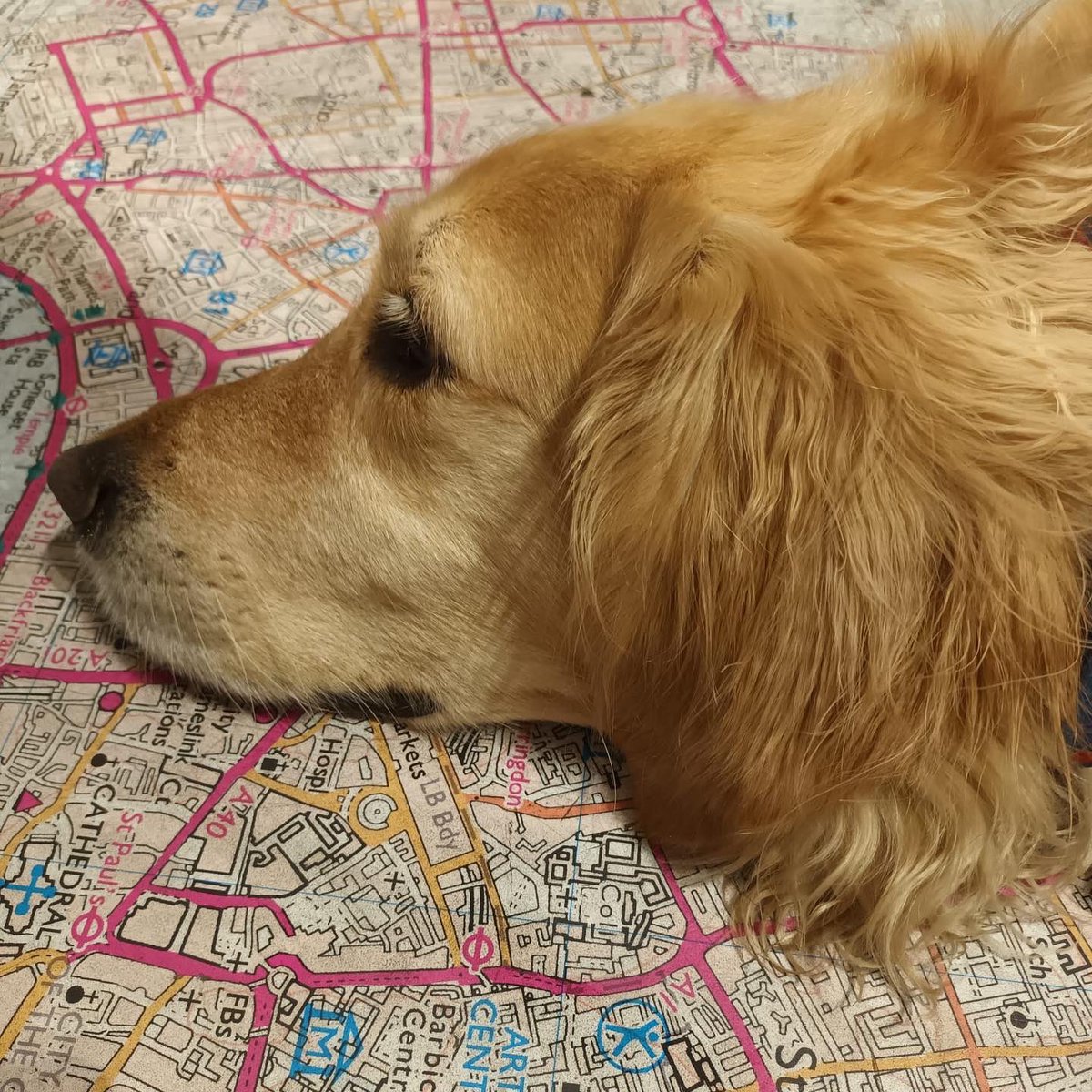 StanfordsTravel's tweet image. When your human says they are just quickly nipping into Stanfords. Here’s Leo the puppy making himself very comfortable on our map floor 🐶❤️#dogfriendlybookshop #mappymonday #mondaymap