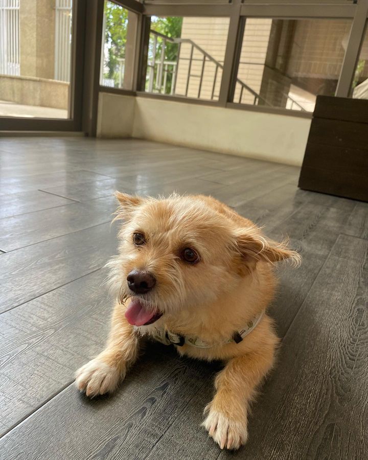Jennife32262732's tweet photo. #DogsofTwittter #CatsofTwittter #animallover #博美犬 #黃金獵犬 #秋田犬 #貓 #cats #台湾 可樂的快樂生活#dog #dogsofinst https://t.co/VnDFGWLCBy