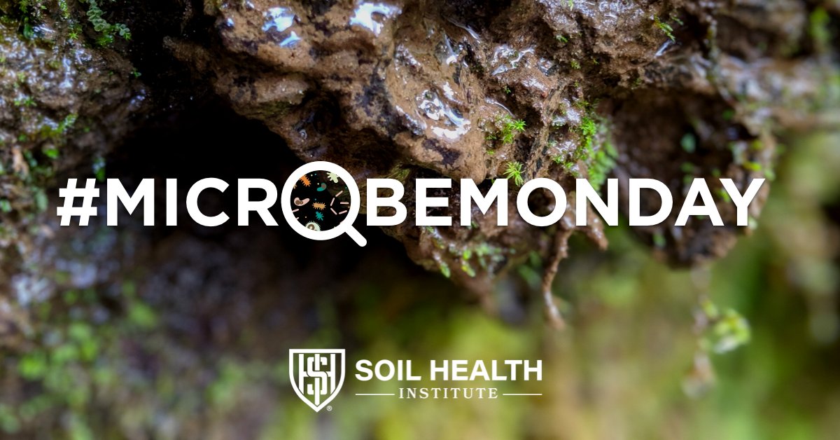 Did you know that microbial life represents most of Earth's biodiversity? A recent meta-analysis found restoring native soil microbiomes in managed landscapes led to substantial increases in biomass production. Learn more: zcu.io/fgUt #MicrobeMonday