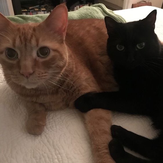 🐈‍⬛ (@beomjuncat) on Twitter photo 