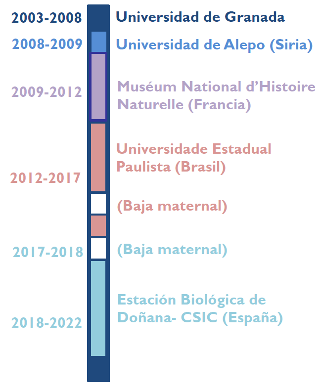 phenogirl's tweet photo. Por cierto, que cuando expliqué mi trayectoria profesional puse un esquema tal que así en el que incluí explícitamente las interrupciones de la carrera por maternidad. Creo que es fundamental que se tengan en cuenta estos huecos en la carrera en la evaluación. @madresBDV https://t.co/pPZ3PGs2jE
