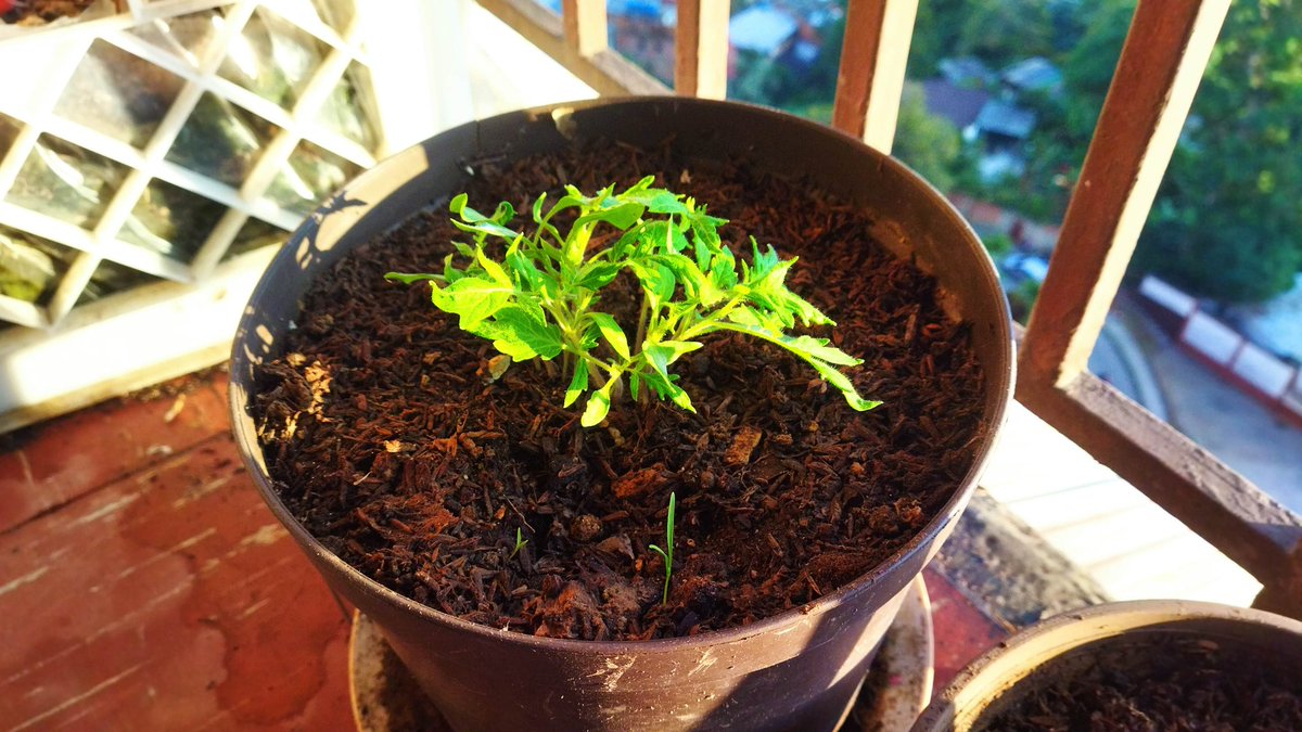 Los tomates insisten. Recuerdan el eterno ritual de volver a nacer. Yo intento escribirle un poema, pero el poema es la semilla húmeda que vuelve, el milagro de estar.
#OscarSotilloArte