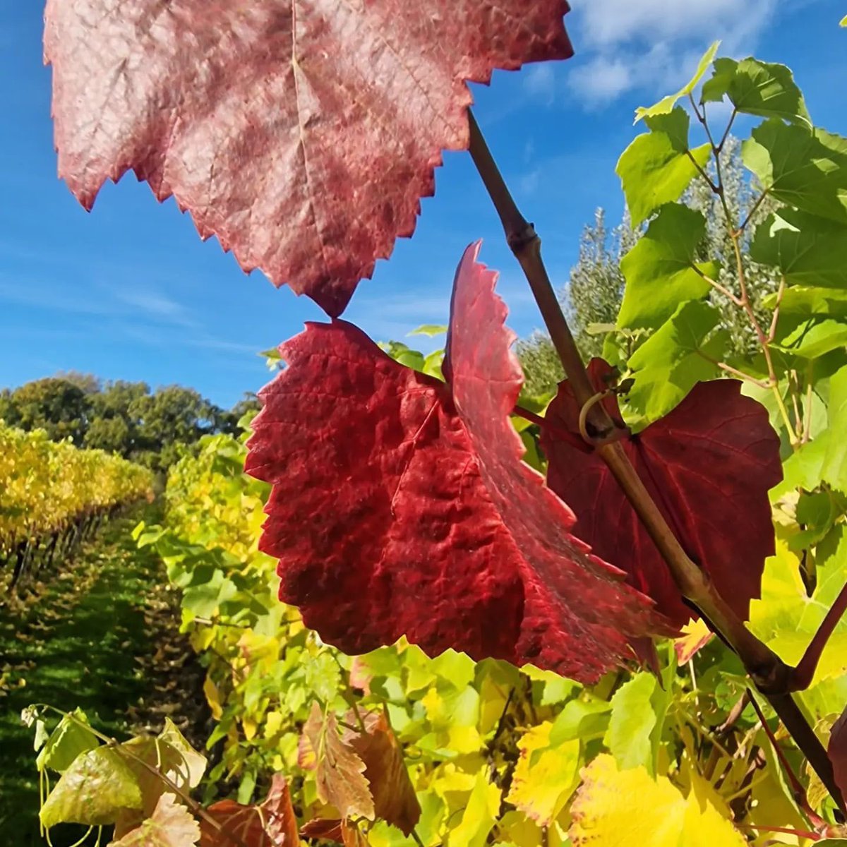 What I call our “Van Gogh season”. The colours are so dramatic that I'm sure that had English Vineyards been around in his day Vincent would be as famous for his paintings of them as he is for Sunflowers 🌻🍁😀🥂📸 

#englishwine #autumnleaves #berkshire #Newbury #Enborne