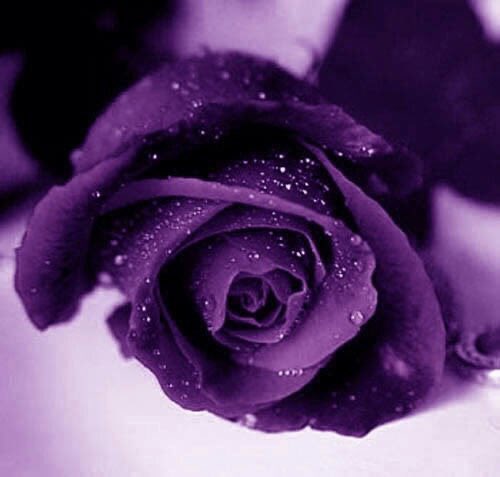 ZAHRA__008's tweet photo. اِمتِنان 💜

November 07, 2022 https://t.co/Tcn6gjboQC