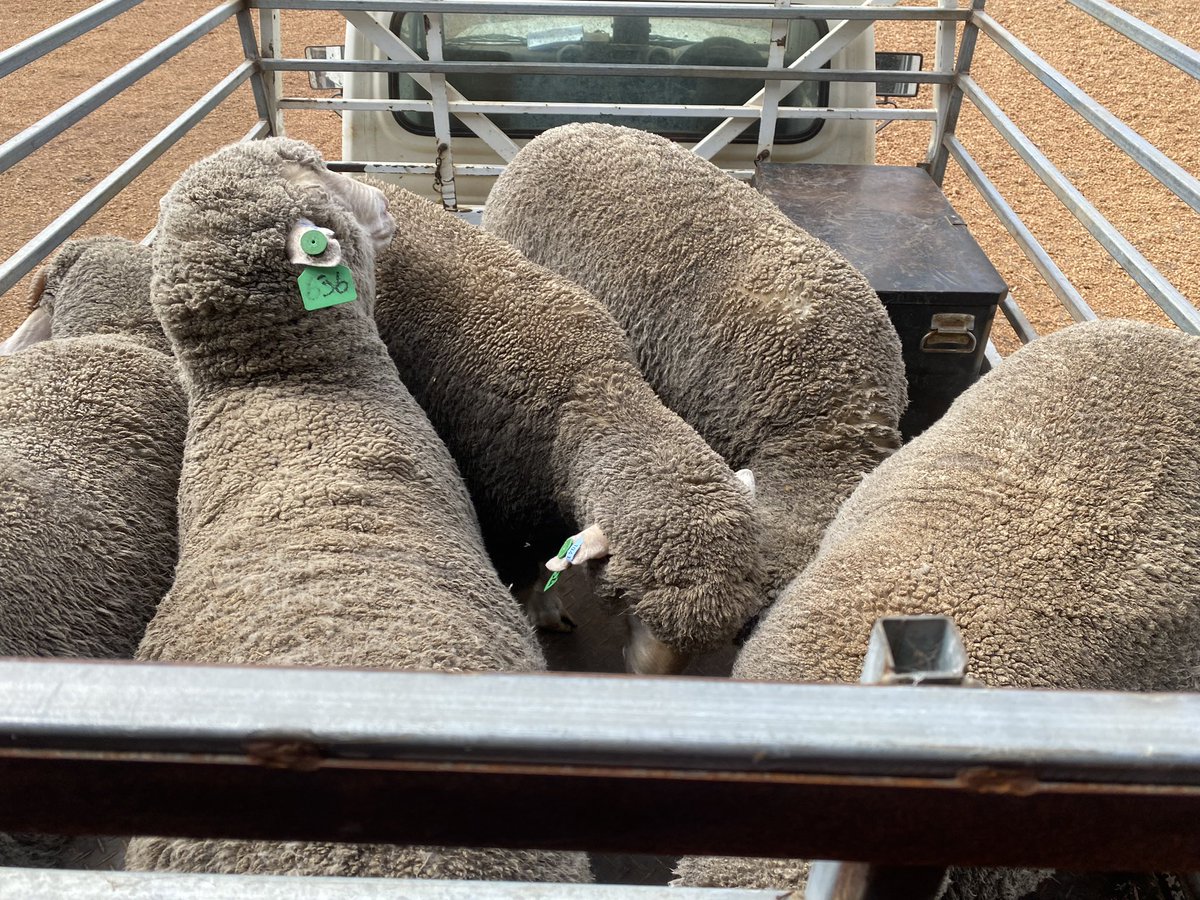 lucyhall10hall's tweet photo. Bought some new handsome boys from @Lynleykoj today #AndersonRams https://t.co/TiSgU9f1r1