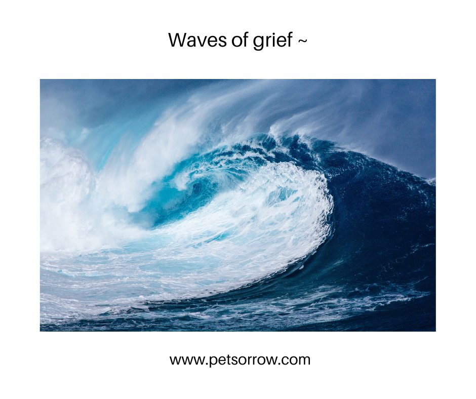The very worst part of grief is that you can't control it. 

The best we can do is try to let ourselves feel it when it comes and let it go when we can 🦋

#petlossgrief #healingsolutionsforpetloss #griefandloss