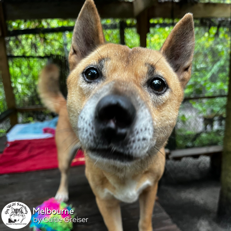 ShyWolfSanct's tweet photo. Here's an adorable boop from Melbourne to get your week started. https://t.co/8zGONBpBWN
#ShyWolfSanctuary #SWS #Florida #SWFL #Naples #Melbourne #NewGuineaSingingDog #NGSD https://t.co/6cLwSSVBd7