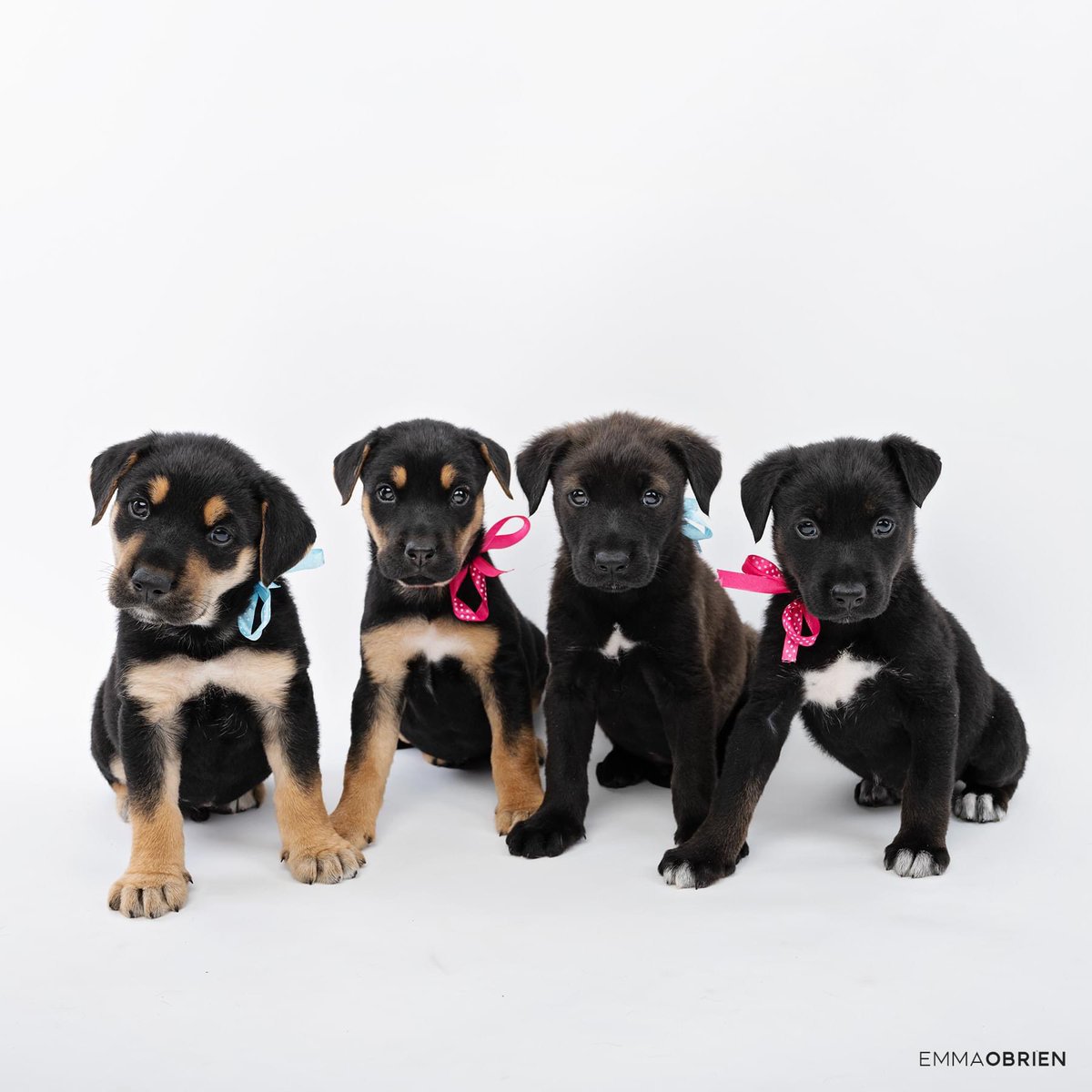 Can Jeyes Fluid Kill Dogs