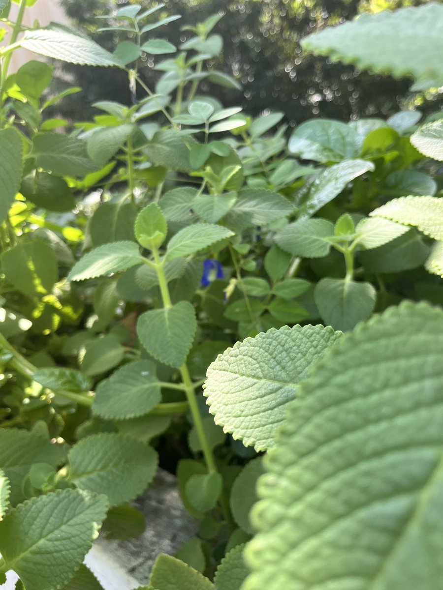 TheMagicBean4's tweet photo. Kashayam in the making. Cuban oregano (karpuravalli) with butterfly pea flower (the peeping tom purple shankupushpam) makes a great rainy weather tea. Add a dash of like to see the colours change! #localandseasonal #ageoldremedies #nativeherbs https://t.co/HrIQsDn8cA