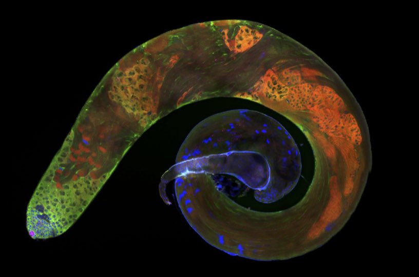 <a href="/BBSRC/">Biotechnology and Biological Sciences Research</a> Exciting PhD project on RNA binding HOW in stem cells findaphd.com/phds/project/d… biorxiv.org/content/10.110…