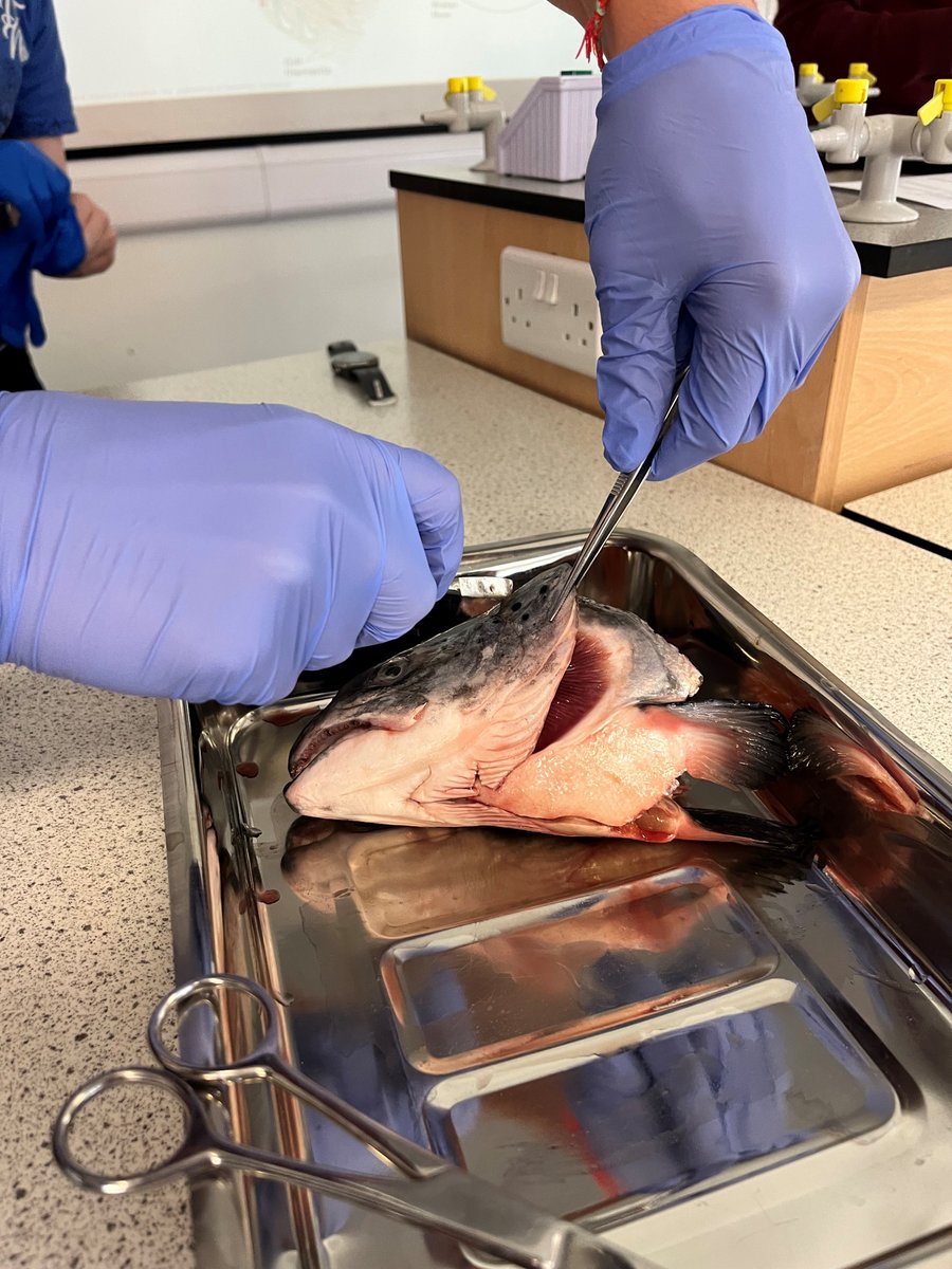 bristol_free's tweet photo. What a day for our Y11 Students! #SixthFormerForADay
The purpose of the day was to give Y11 students a good sense of the Sixth Form experience, to help inform their course choices and to celebrate their hard work so far this year. Looks like they had a lot of fun in Science! 🐟 https://t.co/a2TZkZqkf1