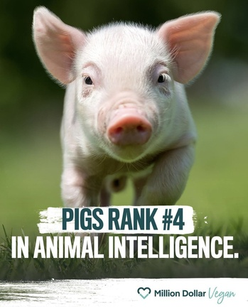 veganfuture's tweet image. Don't eat pigs. #GoVegan