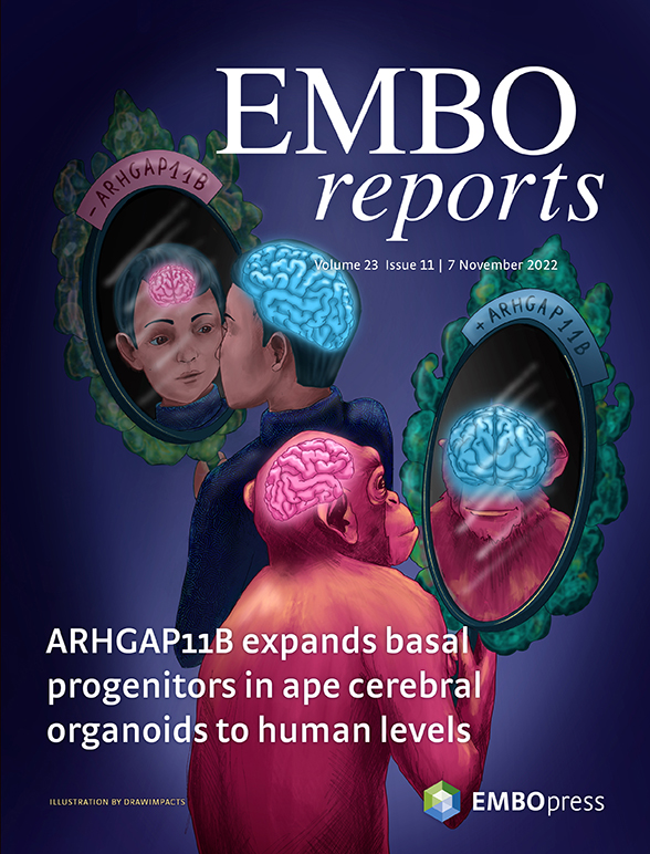 emboreports's tweet photo. The November issue is online:
https://t.co/IM6ay133GR

The cover features work by Michael Heide @DPZ_eu and @mpicbg and co-workers showing that  ARHGAP11B is sufficient to ensure the basal progenitor levels that characterize the fetal human neocortex.

-> https://t.co/lwAoMX3GLo https://t.co/OATfbz3DDW