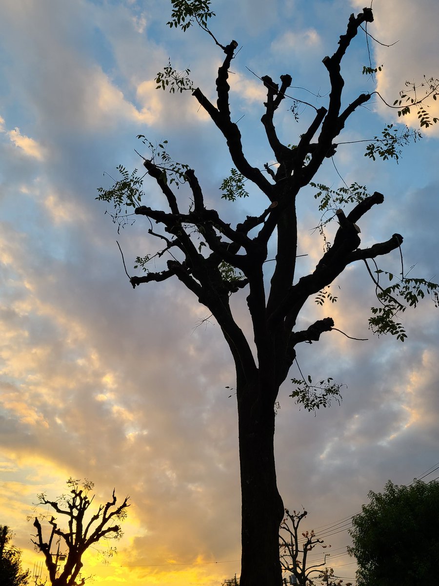 frog7691's tweet photo. 夕暮れ https://t.co/sfqARfa60w