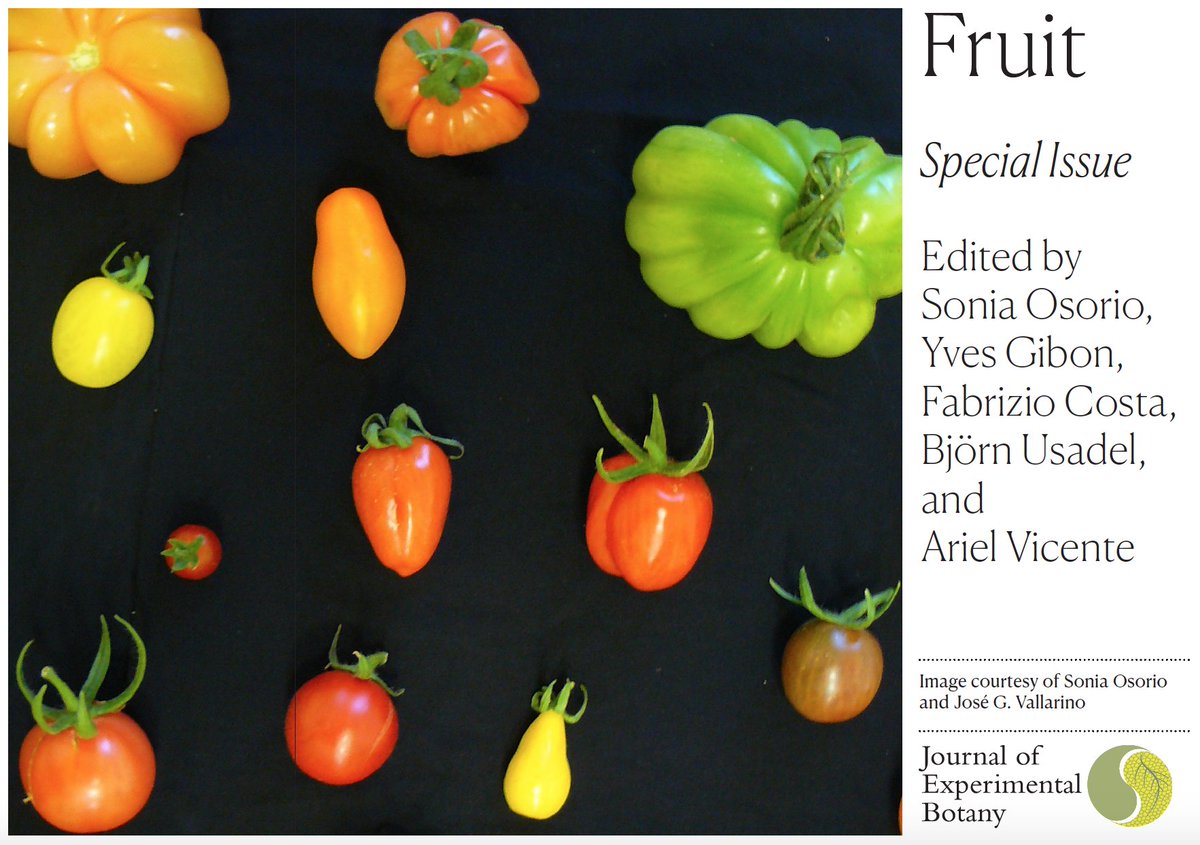 JXB @jxbotany.bsky.social (@jxbot) on Twitter photo ** UPCOMING SPECIAL ISSUE **
Fruit
Editors: <a href="/SoniaSosorio/">Sonia Osorio</a>, Yves Gibon, Fabrizio Costa, Björn Usadel & Ariel Vicente
 
Deadline: 1st Mar '23
To submit, please contact the JXB office (bit.ly/JXBissues)
#fruitbiology #plantbiology #JXBspecialissues 
(1/2) ** UPCOMING SPECIAL ISSUE **
Fruit
Editors: <a href="/SoniaSosorio/">Sonia Osorio</a>, Yves Gibon, Fabrizio Costa, Björn Usadel & Ariel Vicente
 
Deadline: 1st Mar '23
To submit, please contact the JXB office (bit.ly/JXBissues)
#fruitbiology #plantbiology #JXBspecialissues 
(1/2)