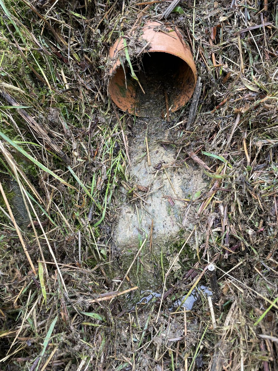 Roger Wilson tweet media