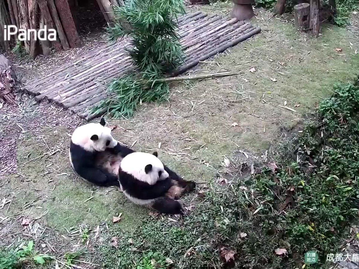 国内配送】 最高級ぬいぐるみ 希少 四川成都パンダ基地 和花ちゃん 5