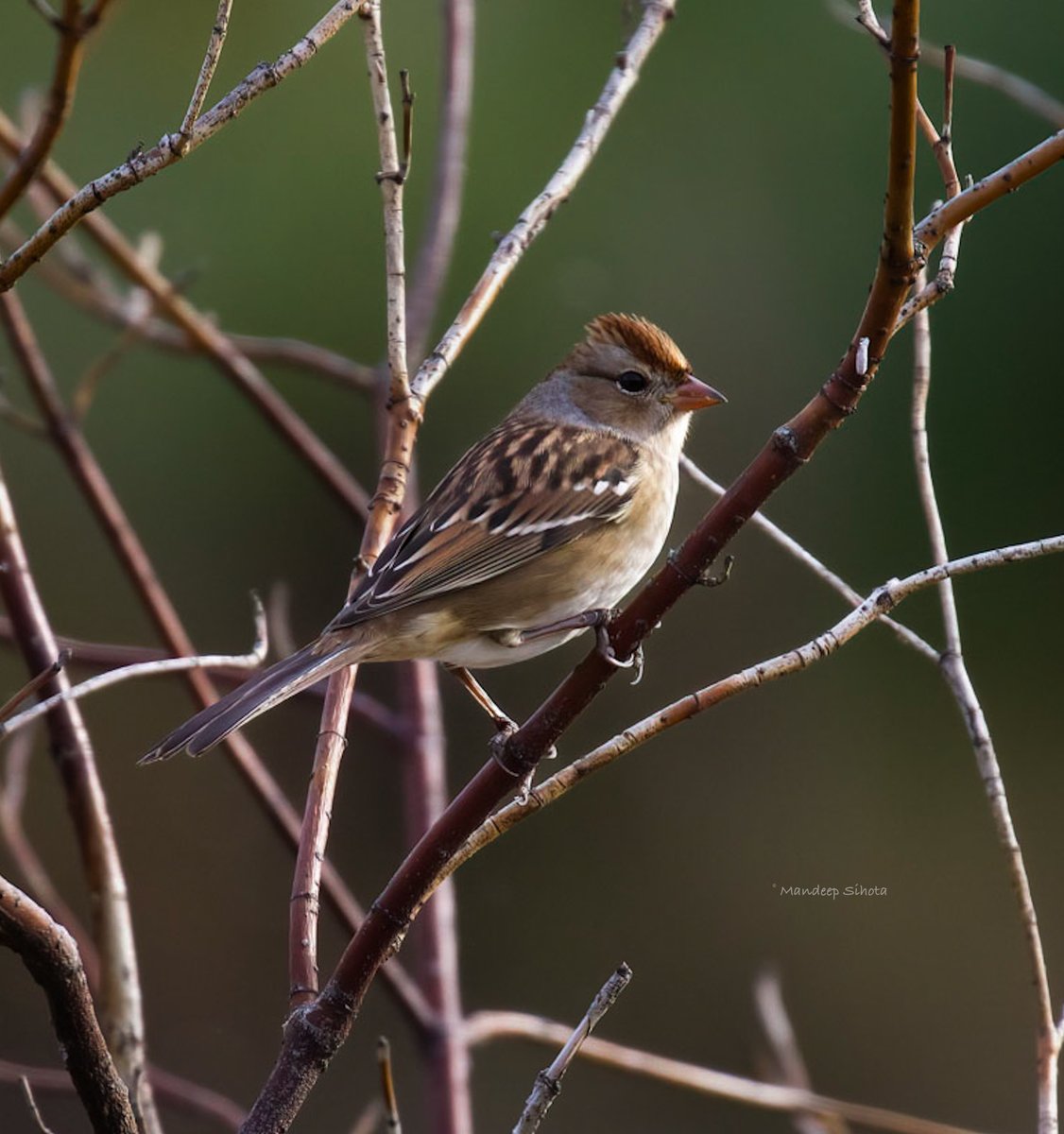 Have a smiling time 🙂 #birds #birding #birdphotography #birdsinwild #whitecrownedsparrow #IndiAvesWeek #twitterbirds #smile #IndiAves #twitternaturecommunity #canon #canonfavpic