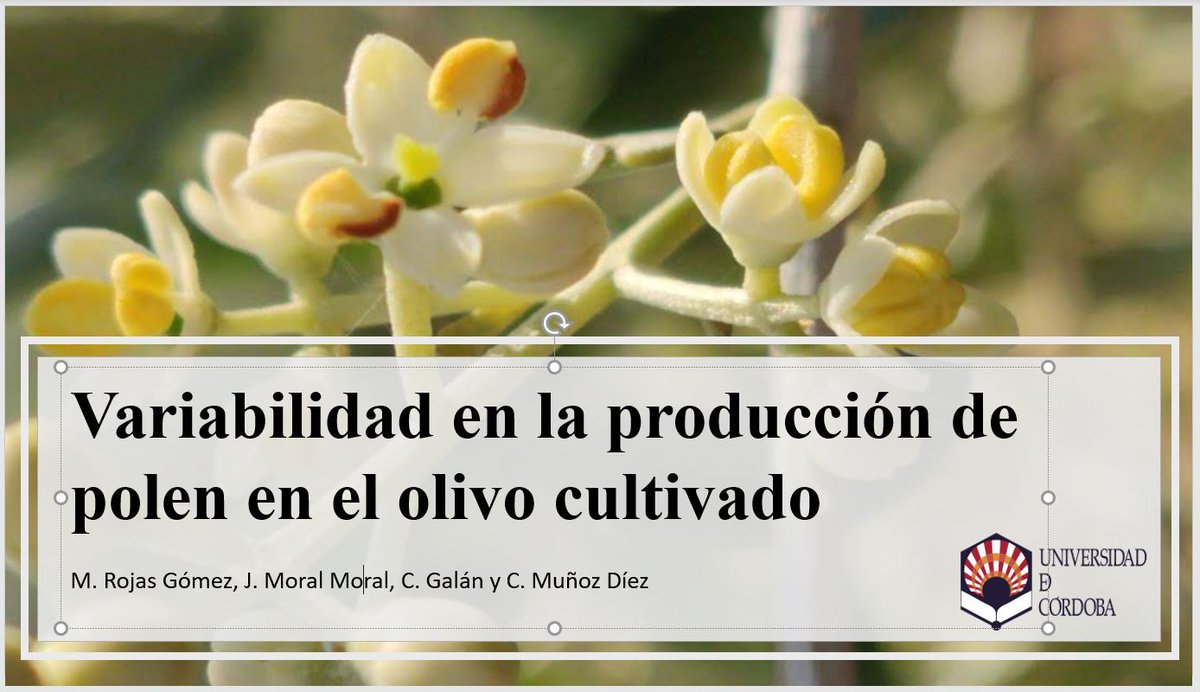 ucolivo's tweet image. Enhorabuena a nuestra compañera Mercedes Rojas por su reciente premio a la Mejor Comunicación Oral en las VI Jornadas Nacionales del Grupo de Olivicultura de la Sociedad Española de Ciencias Hortícolas celebrado en Logroño. Reconocimiento a su excelente trabajo 👏🏻👏🏻👏🏻