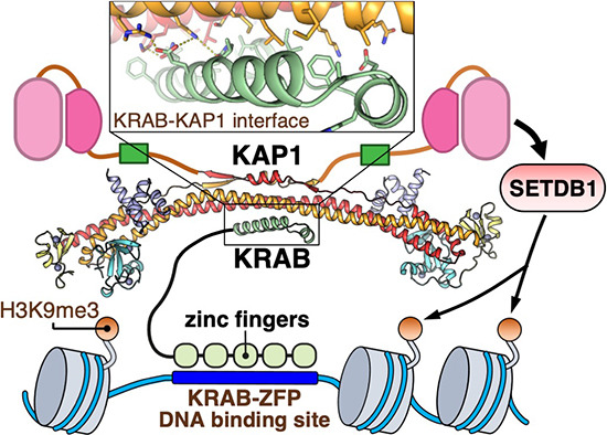 embojournal's tweet photo. Co-crystal structure of the ZBF39 and #KAP1/#TRIM28 allows validating the importance of KRAB domain binding by KAP1 for genome-wide transcriptional repression at thousands of loci
@yorgomodis and collaborators @Cambridge_Uni
https://t.co/4ShyiHzG8z https://t.co/D43WXzyx56