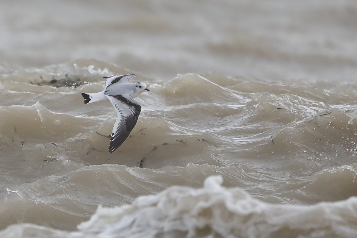 WildstartsUK's tweet image. The sea has been rough off the Sussex coast lately. This young Little Gull, the smallest gull species in the world and normally far at sea, was dancing over the surf this morning.