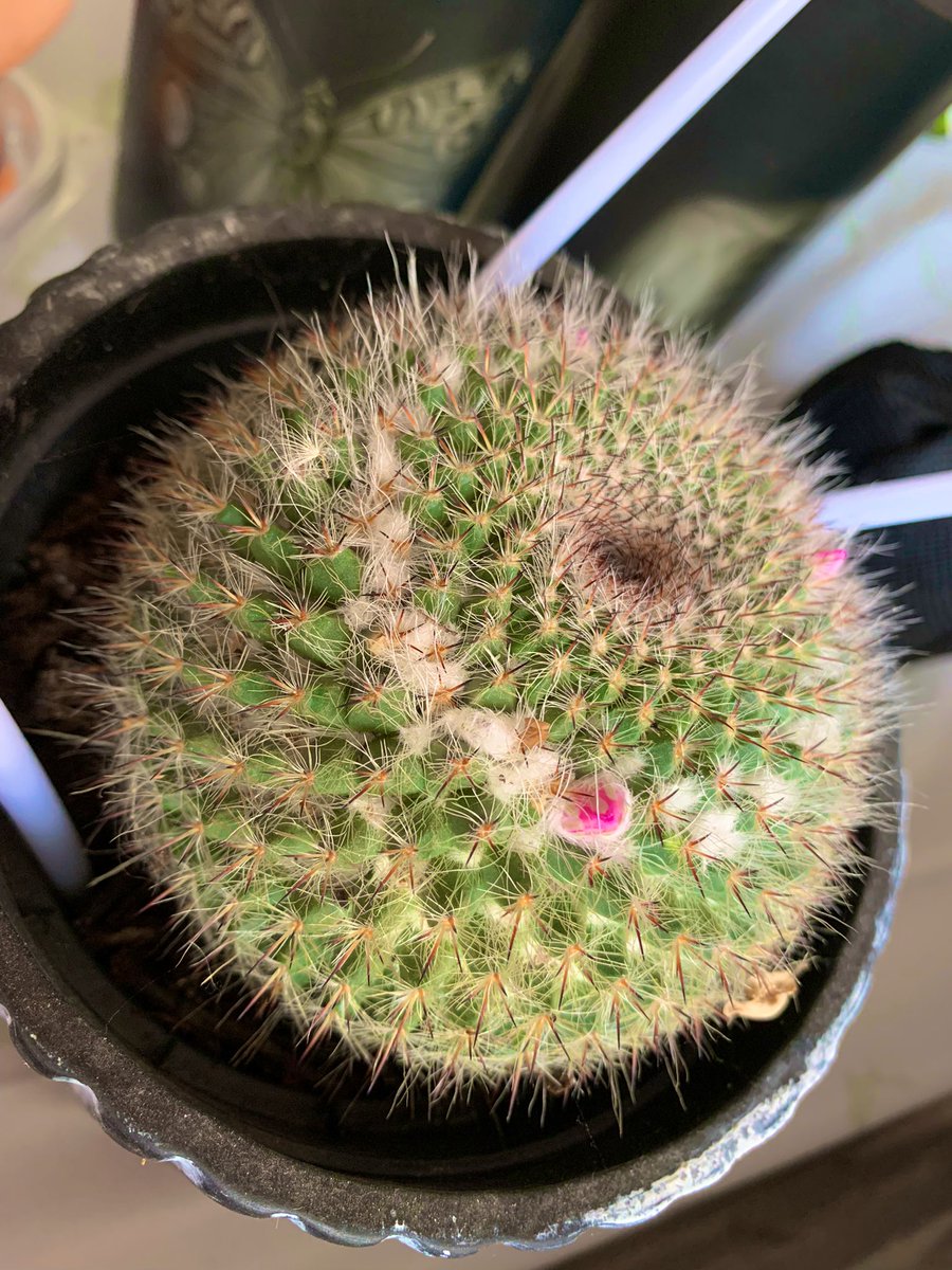 legionzero's tweet photo. Little cactus is beginning to flower https://t.co/Tktnjm6Jit