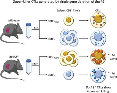 EurJImmunol's tweet photo. Super-killer CTLs are generated by single gene deletion of Bach2
Philippa R. Barton, Gillian M Griffiths, and Colleagues

#CTL #BACH2 #cytotoxicity
https://t.co/VcAcpD6U3g https://t.co/4a85MK3xqc
