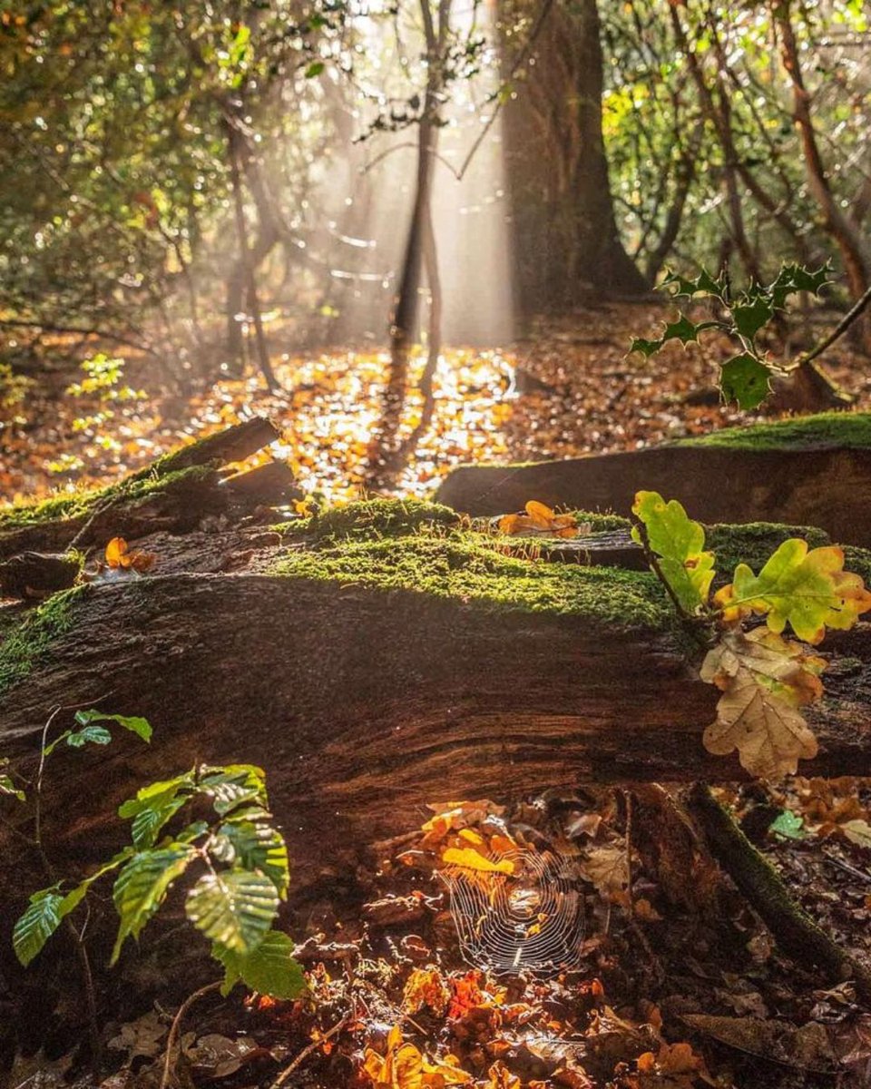 ForestryEngland's tweet photo. Our 2022 #AutumnLeafWatch winner is ... 🥁

Amanda Norfolk with this breathtaking snap taken in The New Forest 🐎

A huge round of applause to our runners-up Claire Sheppard and Sandra Hunting 🍁

Make the most of the autumn views on a forest visit 🍂 https://t.co/hTW6ojYMMG https://t.co/IxCtGAnHIP