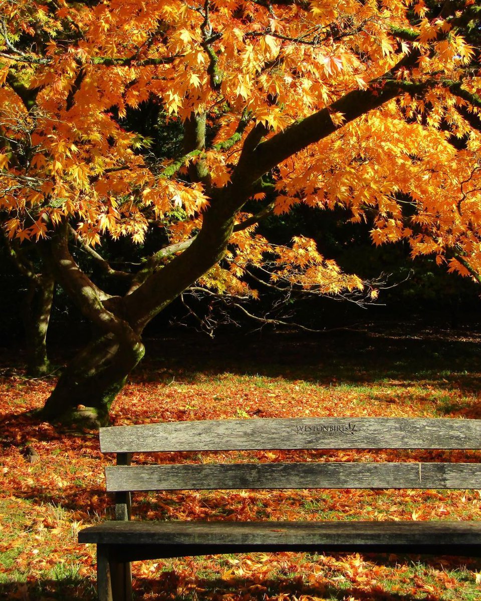 Our 2022 #AutumnLeafWatch winner is ... 🥁

Amanda Norfolk with this breathtaking snap taken in The New Forest 🐎

A huge round of applause to our runners-up Claire Sheppard and Sandra Hunting 🍁

Make the most of the autumn views on a forest visit 🍂 forestryengland.uk/visit