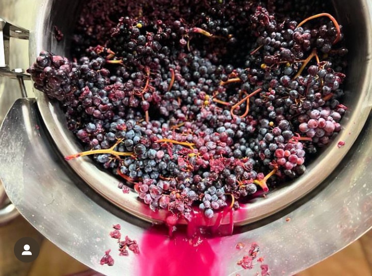 What is #minimalintervention wine? 🍇

As few processes as possible between the grapes on the vine and the wine in your glass.

Sort of the wine equivalent of #sourdough.

@fincamasperdut

#Laltrevi #catalanwine #wineimporter  #naturalwine ##wildwine #veganwine  #winegeek