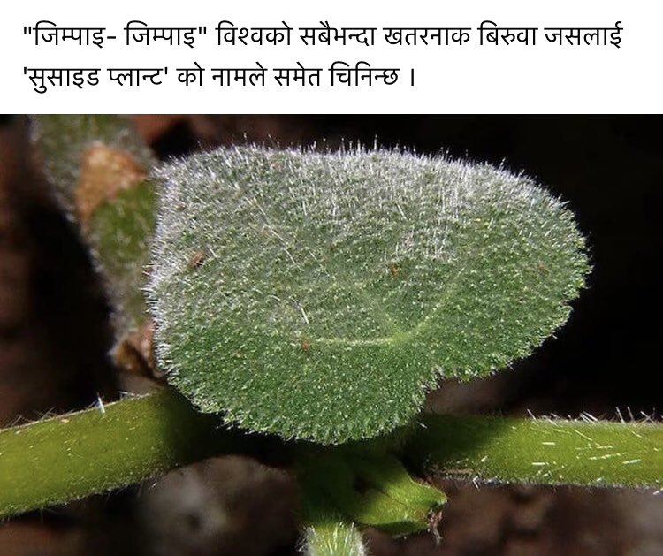 कहाँ  पाईन्छ होला  यो plant भोट माग्न आउने बुडा नेता को ढाड  मै टास्दिन हुन्थो नि 😂😂😂