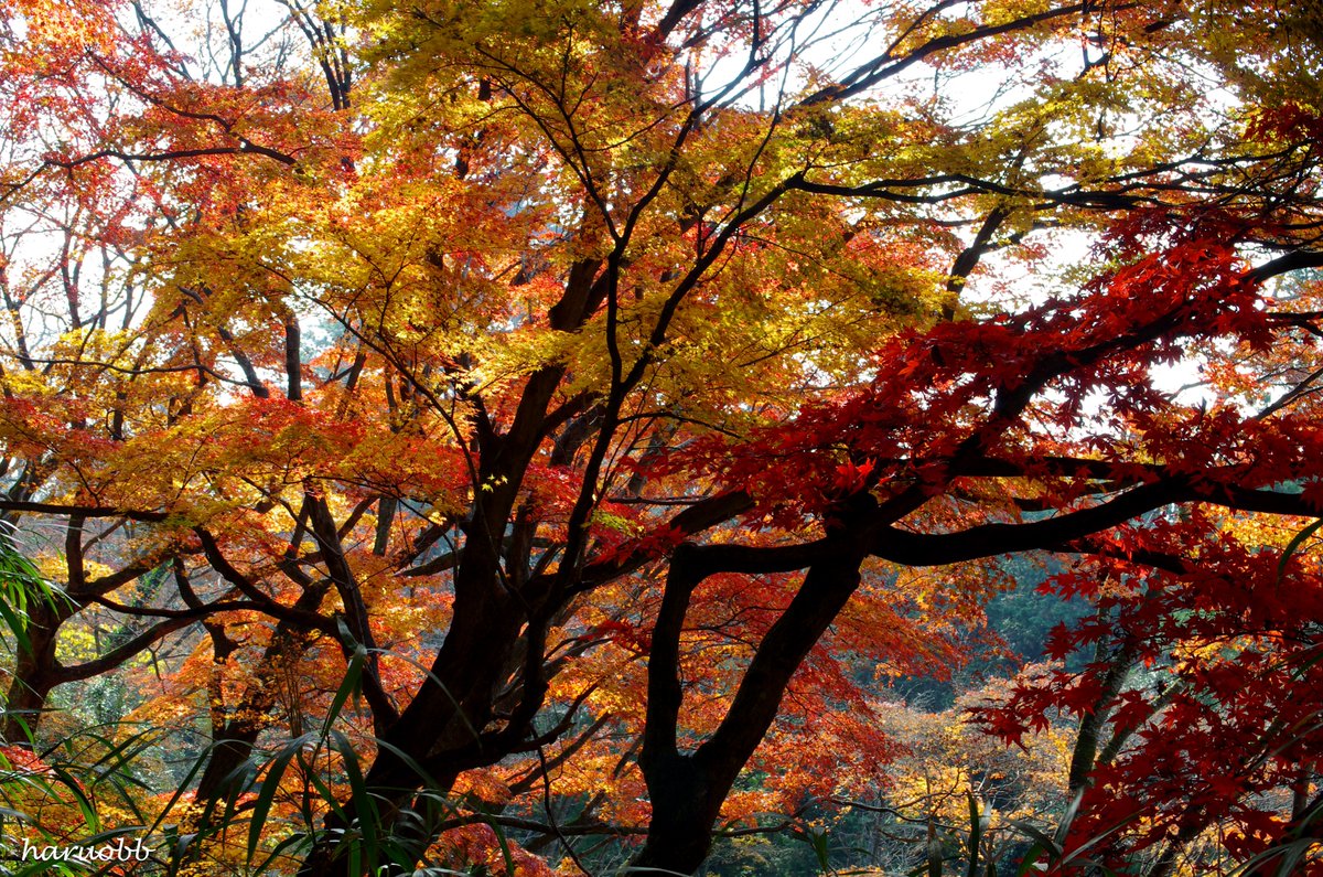 唐澤山神社（栃木県佐野市）の紅葉 過去の写真の様子。 いつも11月下旬から12月上旬にかけて、 美しい景色を見せてくれるから行ってみる。 山城の跡の神社だから石垣もとても綺麗。 あまり知られていない山かもしれないですが、 行ってみる価値がある場所の一つです