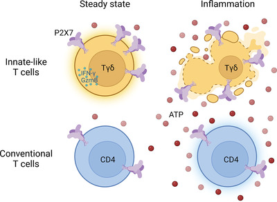 EurJImmunol's tweet photo. P2X7 is expressed on human innate-like T lymphocytes and mediates susceptibility to ATP-induced cell death
Riekje Winzer, Eva Tolosa, and Colleagues

#P2X7 #innatelikeTcells #ATP
https://t.co/VhLsPZBWSr https://t.co/WoHocRcSfb