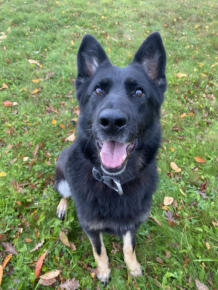 Provost Marshal (RAF)/Cdr ASF tweet media