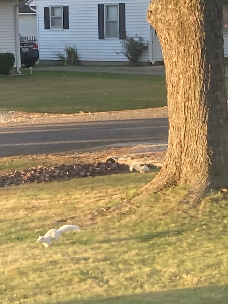 Double Trouble Barney Rubble!!!