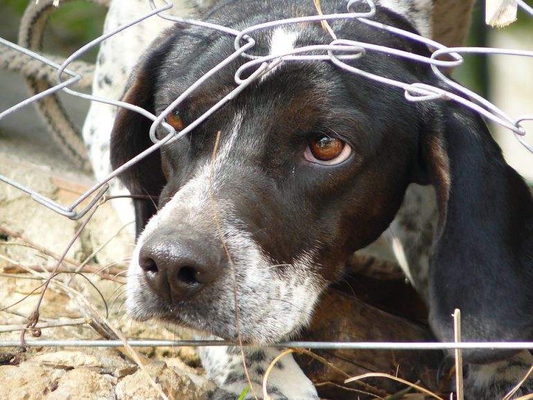 Gemca_Avepa's tweet photo. Tradicionalmente el uso de moléculas como la acepromacina para tratar de manera aguda problemas de miedo a los ruidos en perros ha sido muy frecuente. Como grupo de etología, desaconsejamos su utilización como tratamiento único:
https://t.co/IZaqeDSxF7 https://t.co/UqM4gWb8HO