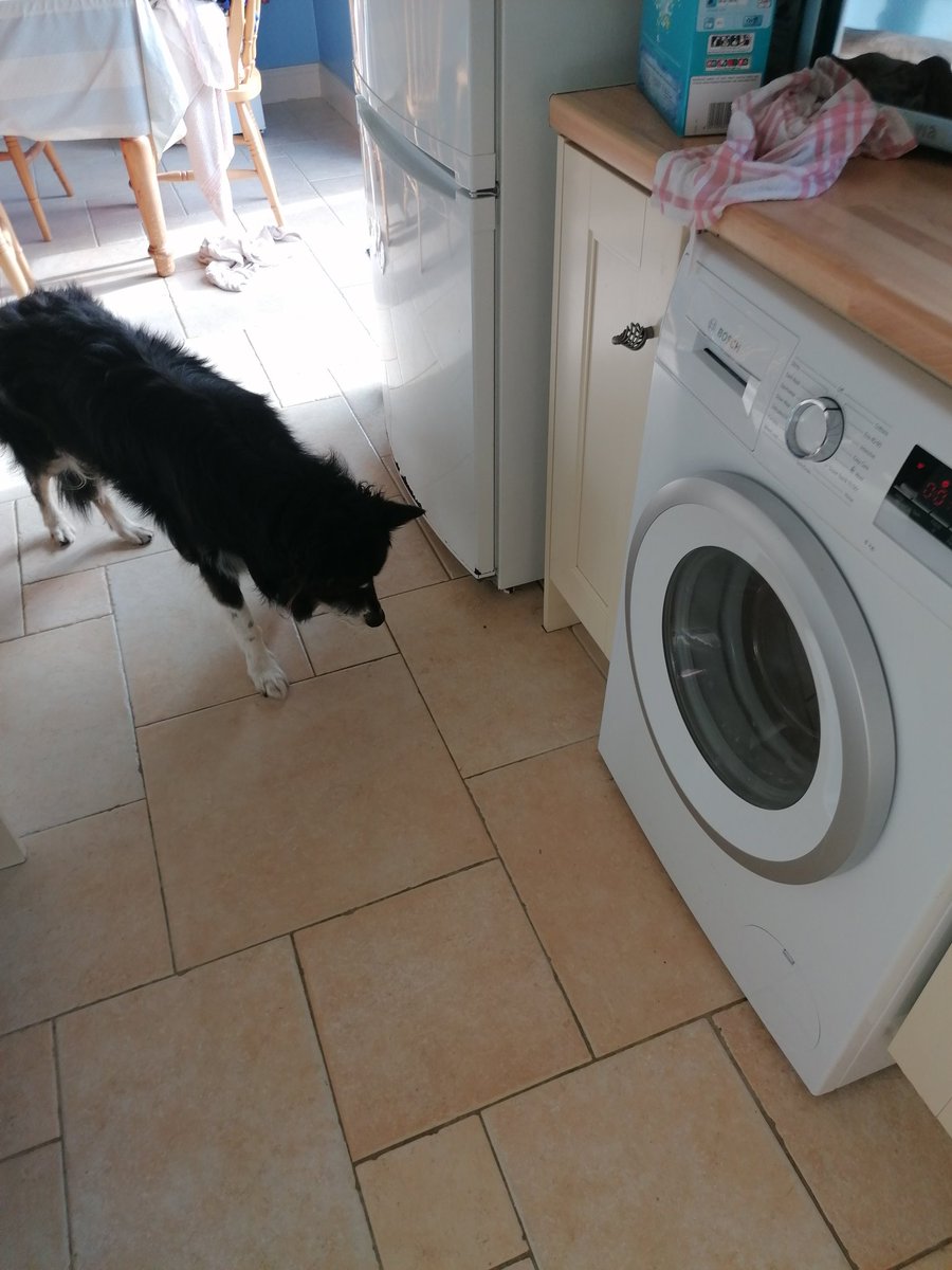 I'm just a dog, standing in front of a washing machine, asking him to stop beeping. 🐶