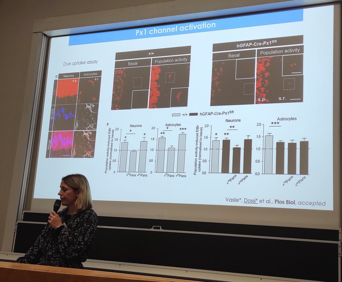 FrenchPurine's tweet image. Les journées du French Purine Club commencent !!! #FPC2022 
Avec @elena_dossi et les #astroglial #pannesin1 Great talk!!!
@CirbCdf @insem @UnivTours @NathalieRouach