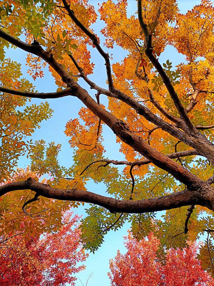 MCat330's tweet photo. The color of autumn
#autumn #November https://t.co/iB0A0bxyAc