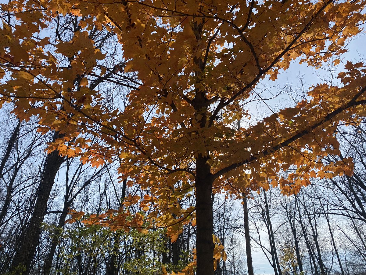NVRoadgeek's tweet image. Visited two Toledo, Ohio metroparks - Side Cut and Wildwood Preserve. Great opportunities for families, communities and healthy lives. @MyMetroparks #community