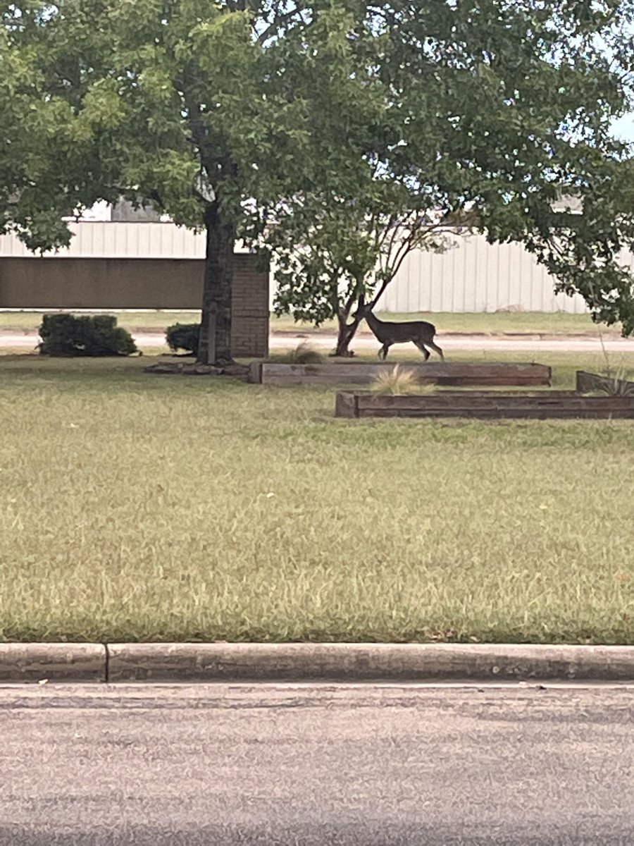 I was amazed when I saw this deer roaming around this morning. I⁦<a href="/PatlanES/">Patlan Elementary</a>⁩ ⁦<a href="/SeguinISD/">Seguin ISD</a>⁩