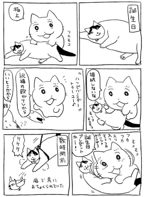昨日 体力削られ猫 