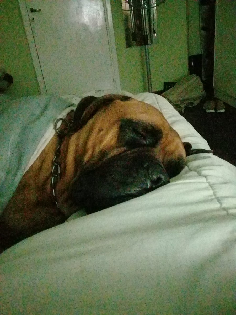 brutussss 🐶 (@brutuscapitan88) on Twitter photo 